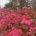 出售供应映山红籽播苗，各规格映山红花海工程苗