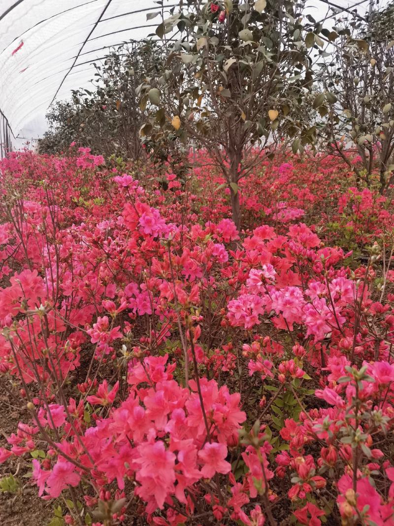 出售供应映山红籽播苗，各规格映山红花海工程苗