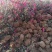 出售供应映山红籽播苗，各规格映山红花海工程苗