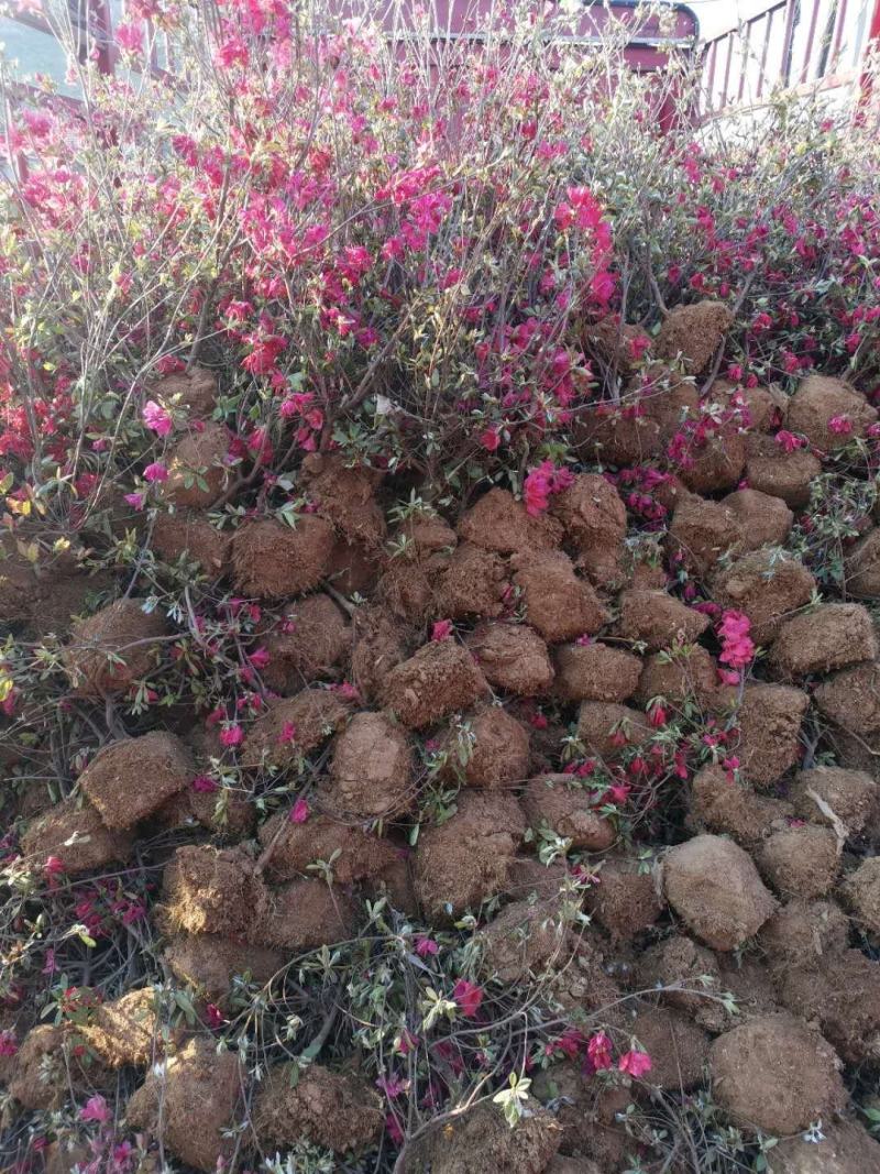 出售供应映山红籽播苗，各规格映山红花海工程苗