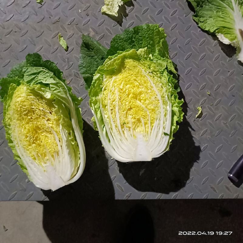 湖北白菜精品黄心大白菜大量有货价格实惠一手货源