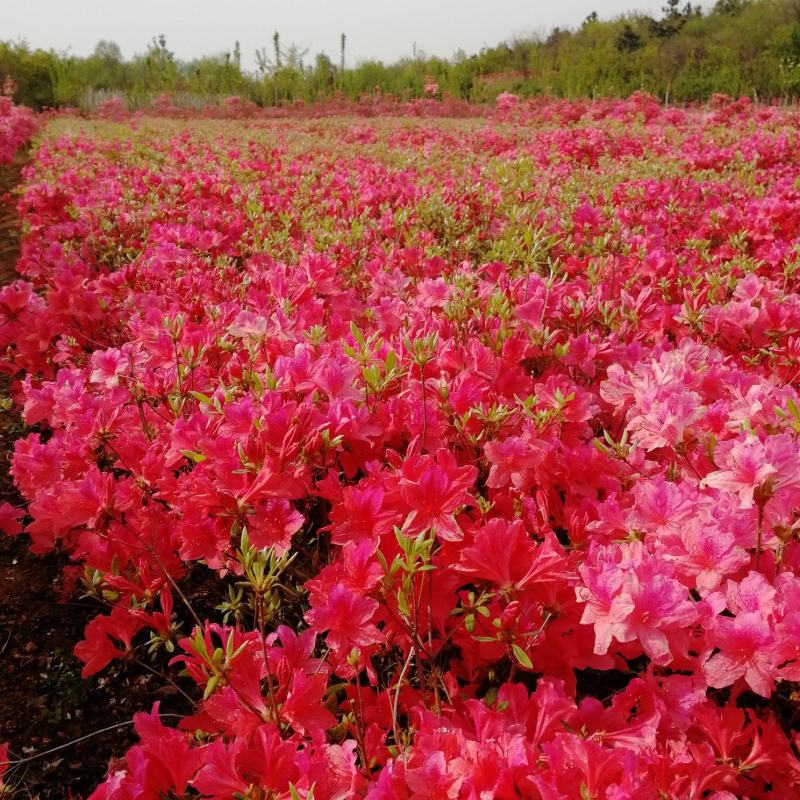 出售映山红苗，出售供应各规格映山红籽播苗，花海工程苗