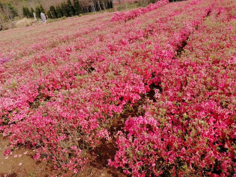 出售映山红苗，出售供应各规格映山红籽播苗，花海工程苗