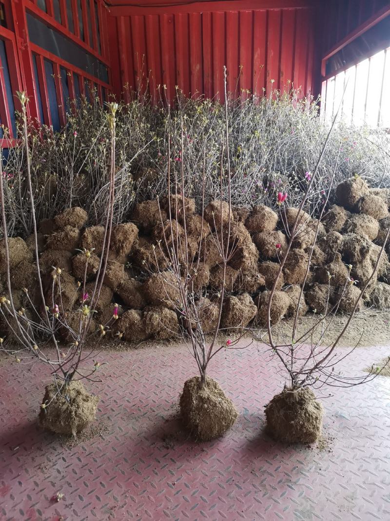出售映山红苗，出售供应各规格映山红籽播苗，花海工程苗