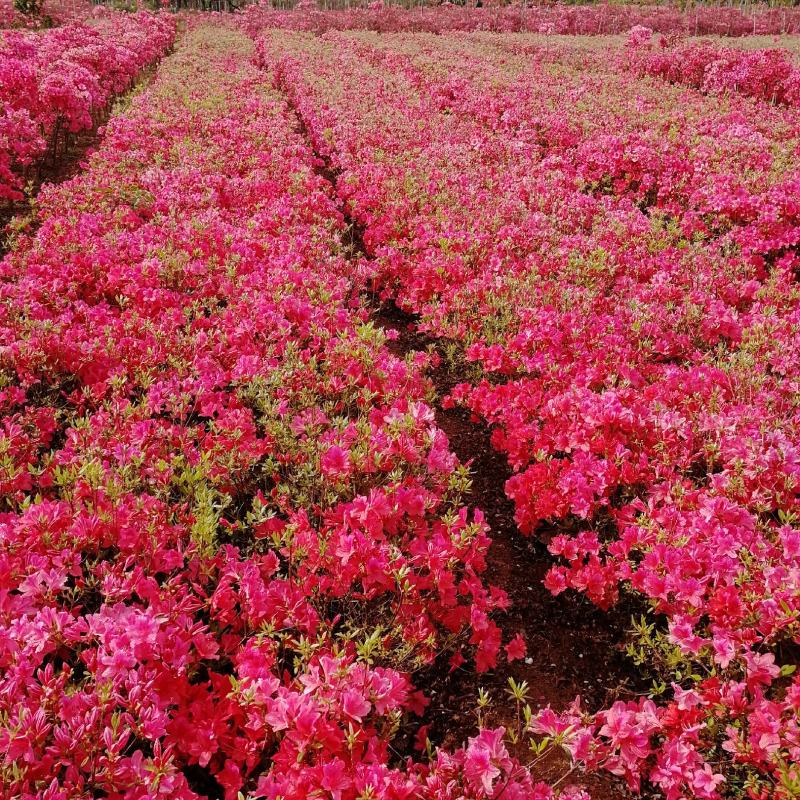 出售映山红苗，出售供应各规格映山红籽播苗，花海工程苗