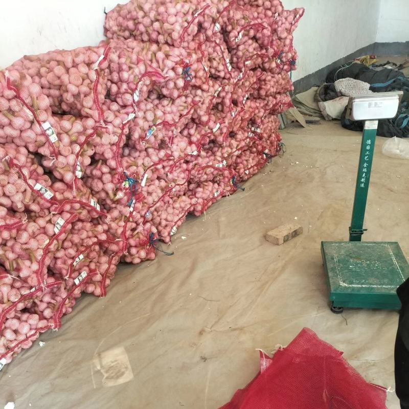 河南周口。精品扒皮蒜产地直供。有需要的老板请提前下单。