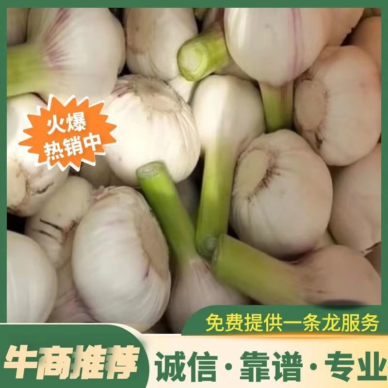 河南周口。精品扒皮蒜产地直供。有需要的老板请提前下单。