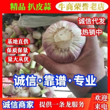 淮阳区。扒皮蒜，扎把蒜毛蒜，蒜苔大量上市中