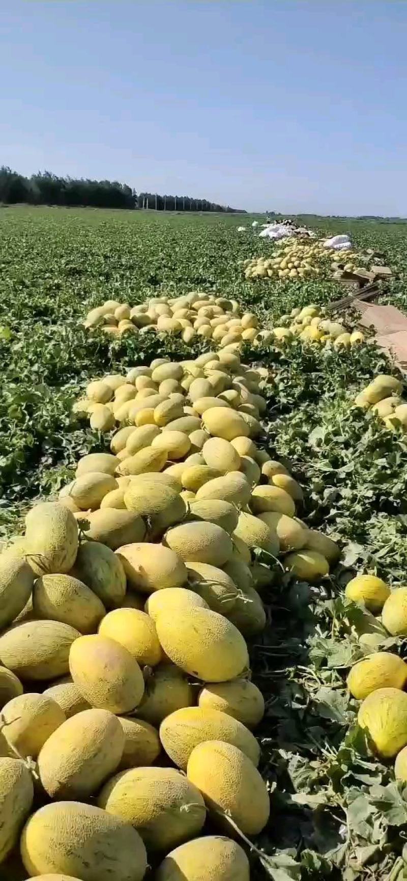 淖毛湖86王精品哈密瓜