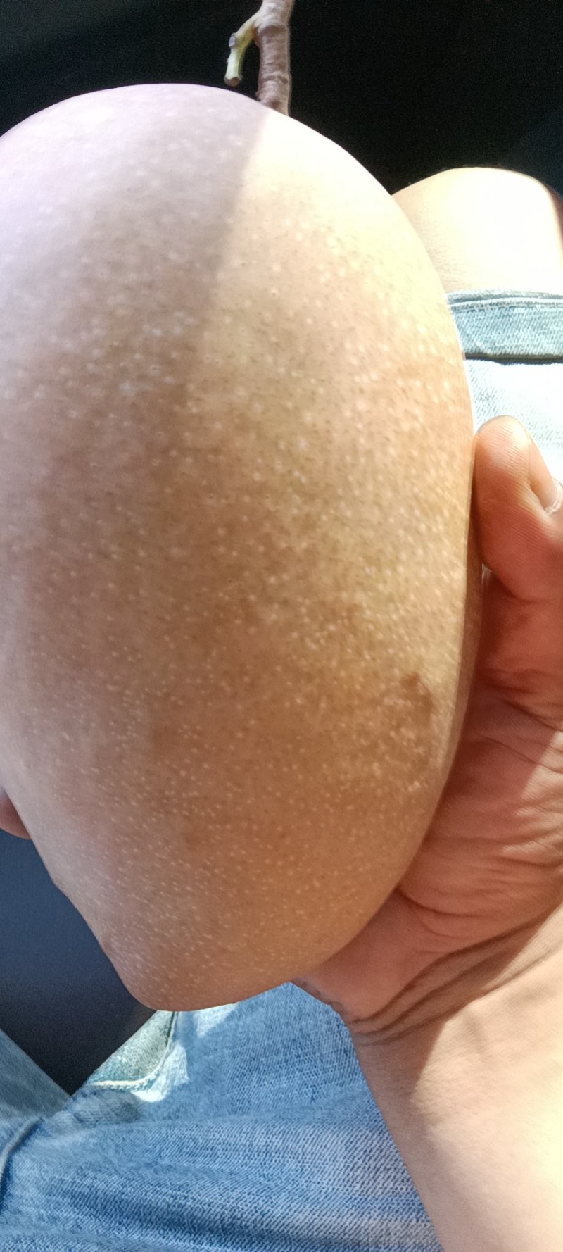 海南热带水果——代办