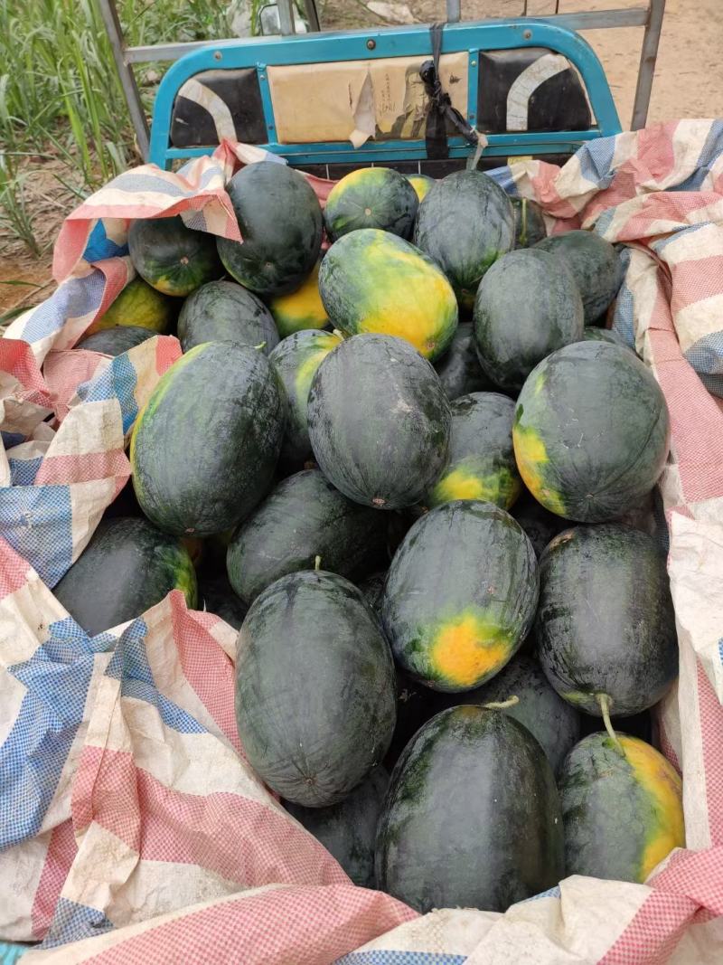 湖北宜城黑美人大量供应，货源充足，品质保证！