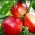 湖北油桃产地直发一手货源品种齐全可视频看货欢迎来电