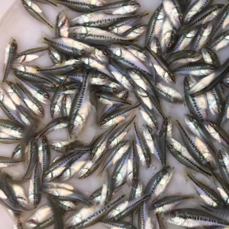 广州又一间鱼苗养殖场批发加州鲈鱼直供全国各地