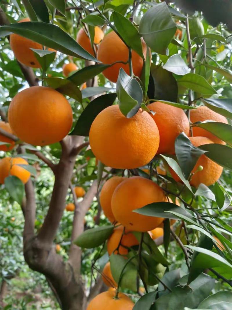夏橙水分充足，，果面干净，电商，社团等量大优惠果园看货订