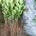 广东四季香水柠檬苗，香气更浓皮薄无籽无苦味
