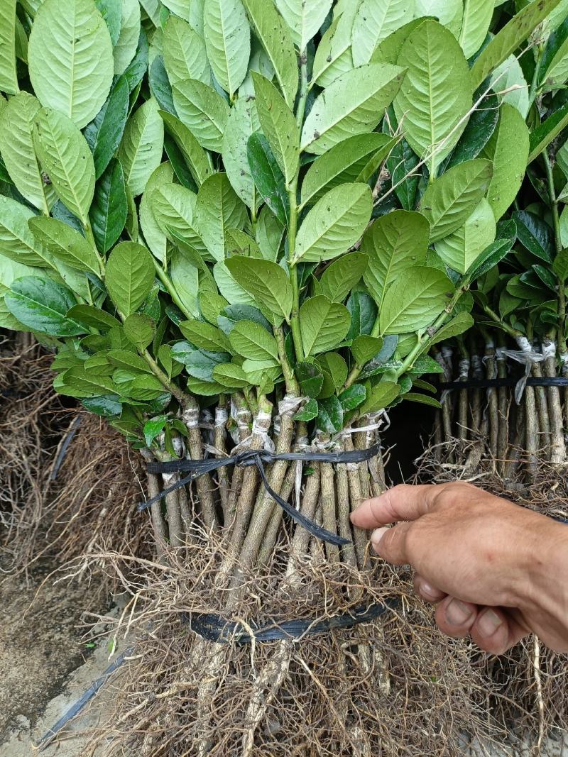 广东四季香水柠檬苗，香气更浓皮薄无籽无苦味