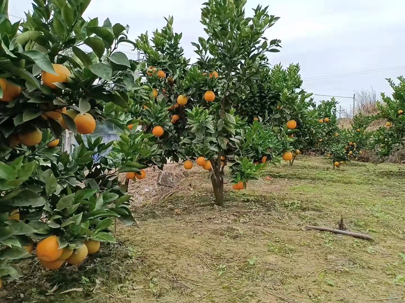 蜂糖李果园管理现场图