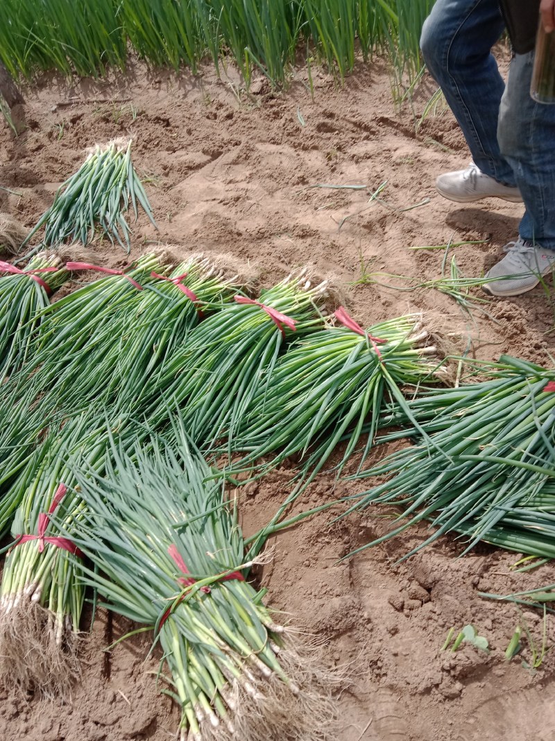 铁钢大葱苗陕西省大荔县朝邑镇沙底村露天葱苗产地直销