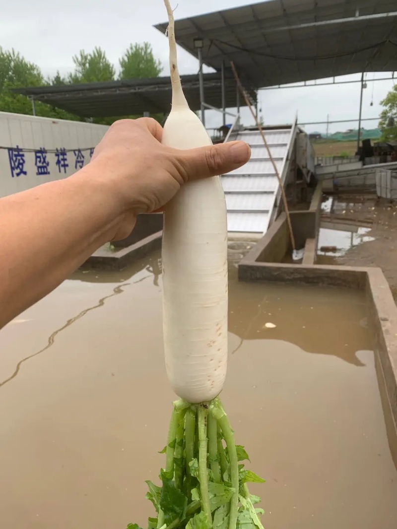 精品白萝卜