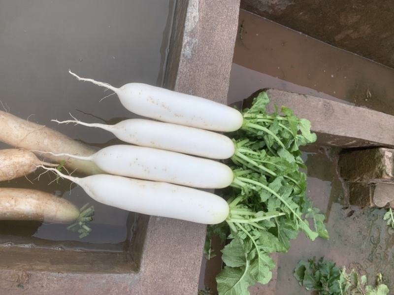 精品白萝卜