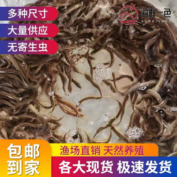 台湾泥鳅苗养殖黄金泥鳅苗，鲜活发货各规格齐全包邮