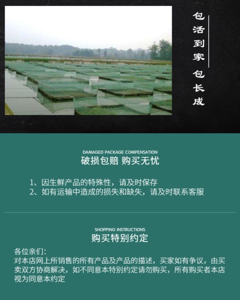 台湾泥鳅苗养殖黄金泥鳅苗，鲜活发货各规格齐全包邮