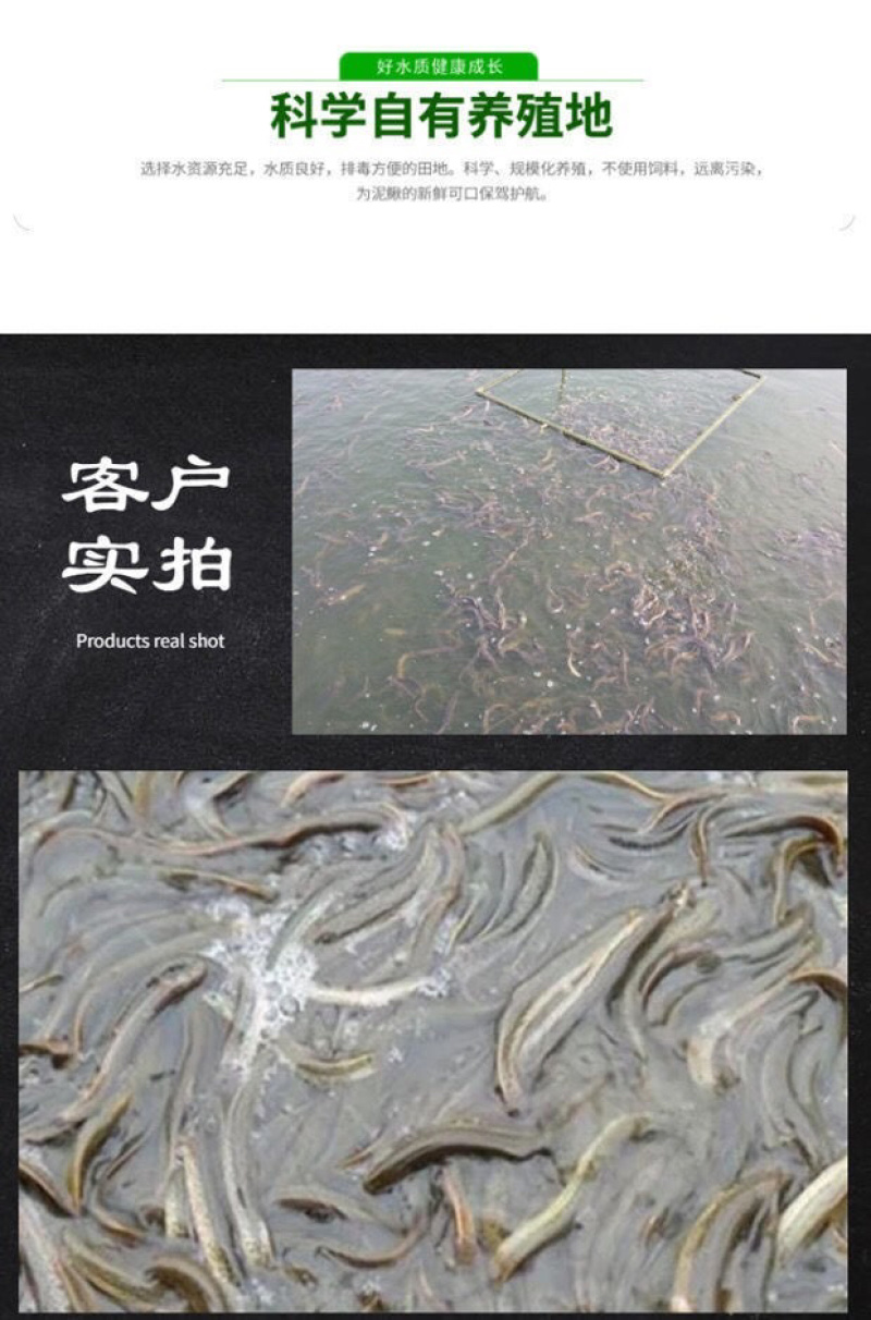 台湾泥鳅苗养殖黄金泥鳅苗，鲜活发货各规格齐全包邮