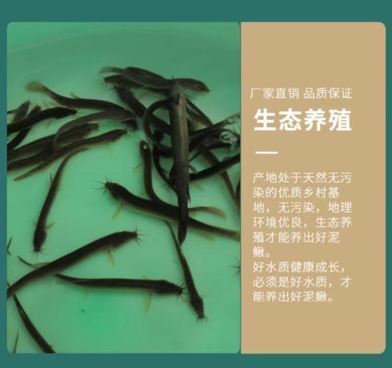 台湾泥鳅苗养殖黄金泥鳅苗，鲜活发货各规格齐全包邮