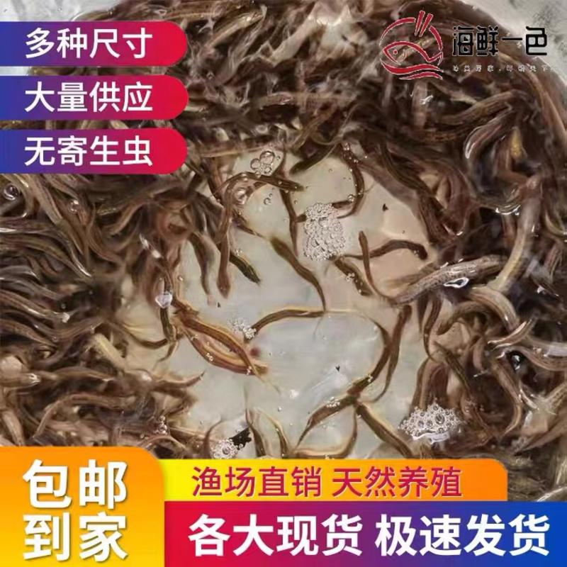 台湾泥鳅苗养殖黄金泥鳅苗，鲜活发货各规格齐全包邮