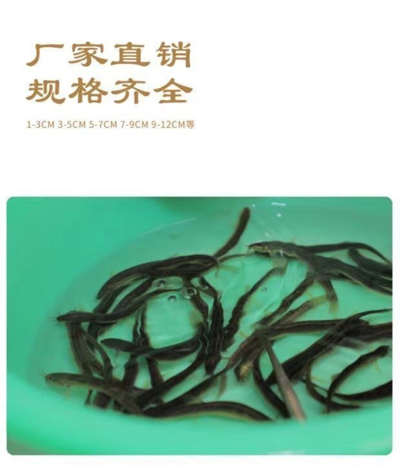 台湾泥鳅苗养殖黄金泥鳅苗，鲜活发货各规格齐全包邮