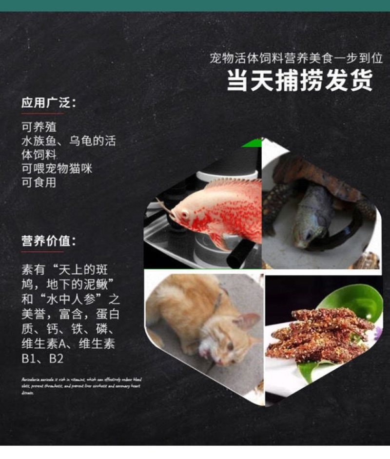 台湾泥鳅苗养殖黄金泥鳅苗，鲜活发货各规格齐全包邮