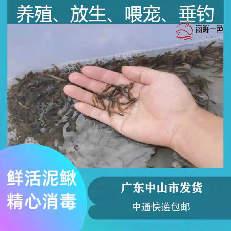 台湾泥鳅苗养殖黄金泥鳅苗，鲜活发货各规格齐全包邮