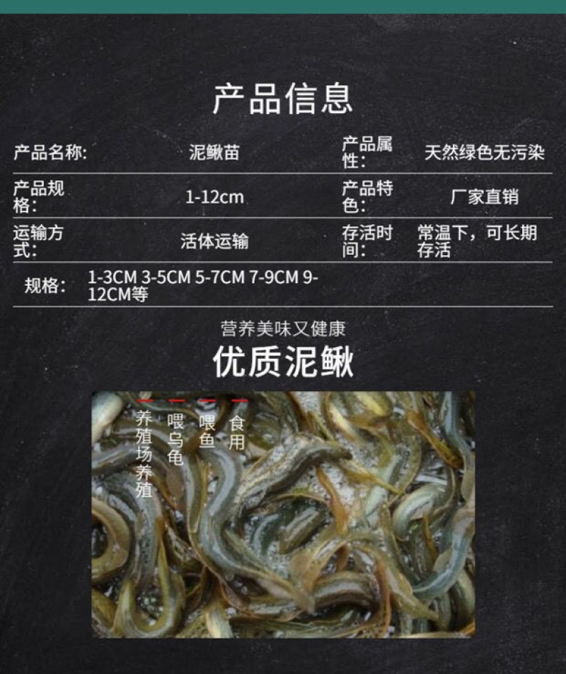 台湾泥鳅苗养殖黄金泥鳅苗，鲜活发货各规格齐全包邮