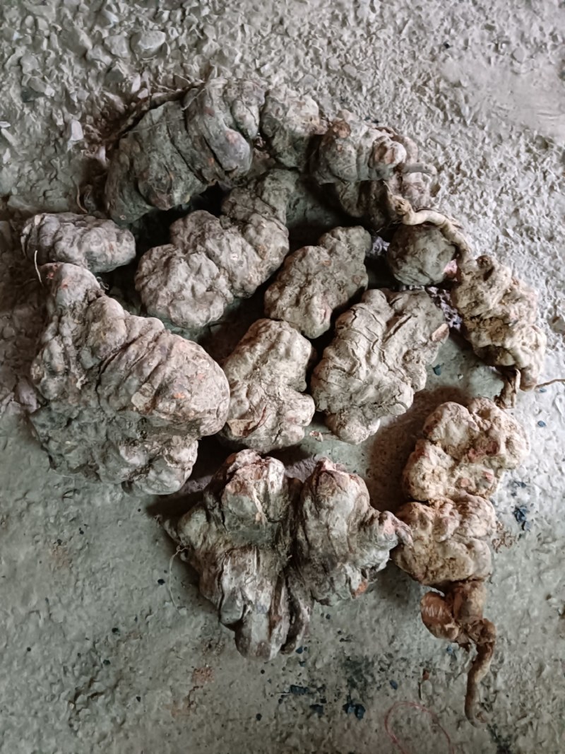 何首乌向首乌的中草药