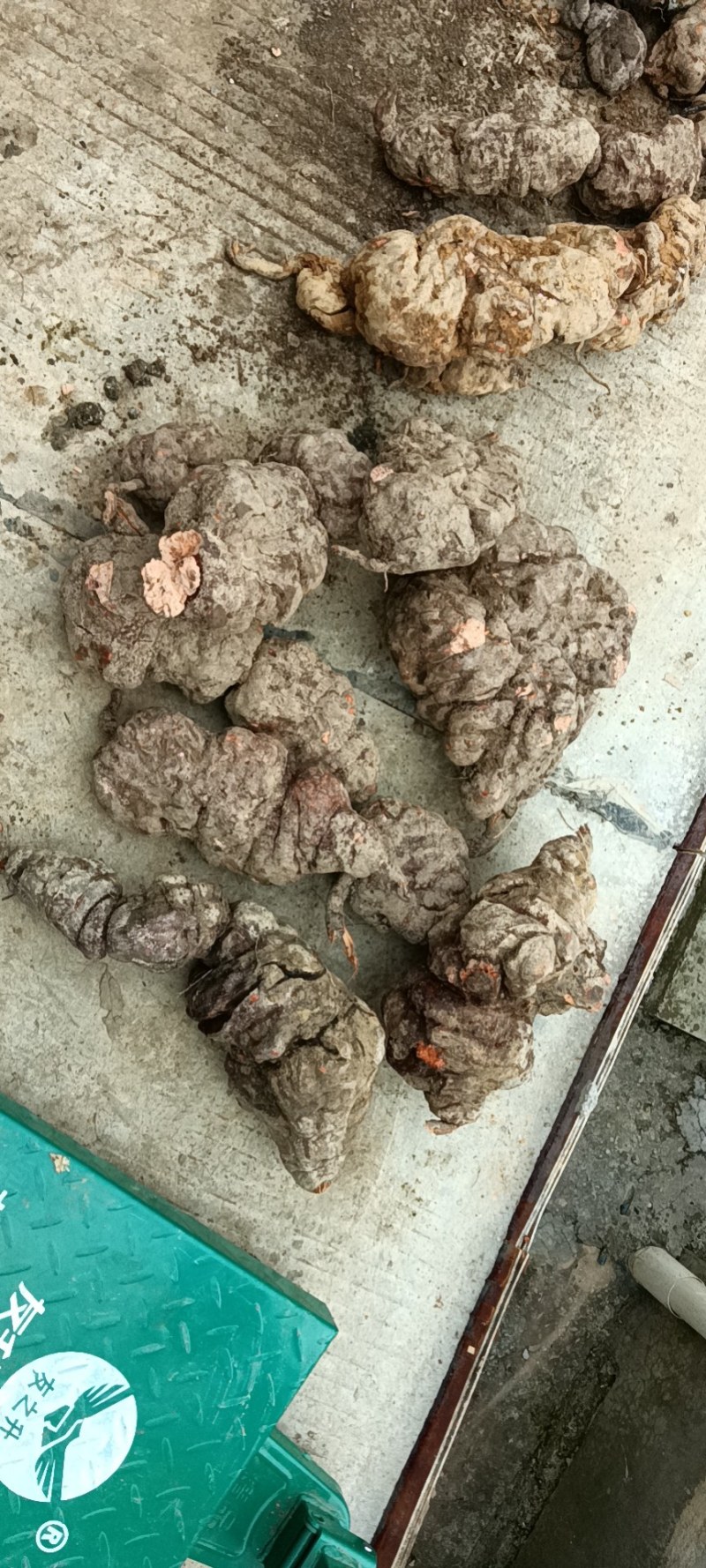 何首乌向首乌的中草药