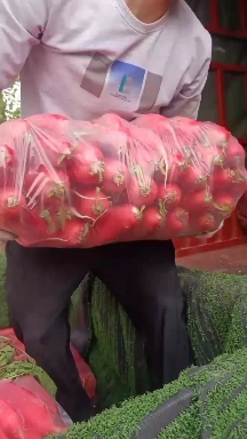 费县精品萝卜，红皮萝卜爽脆可口，产地直供质量保证无康心