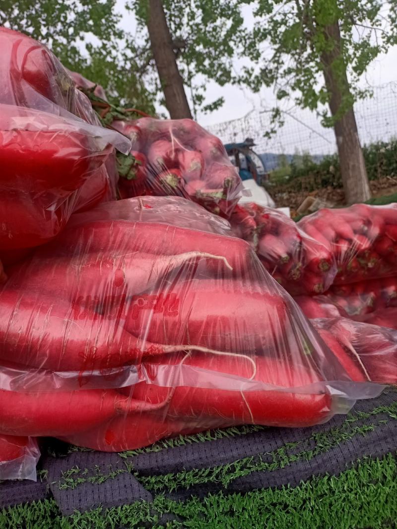 费县精品萝卜，红皮萝卜爽脆可口，产地直供质量保证无康心