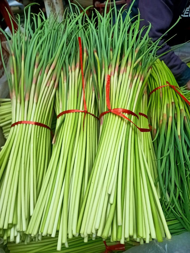 费县精品蒜苔，红帽蒜苔【热卖中】，产地直销，长度40厘米