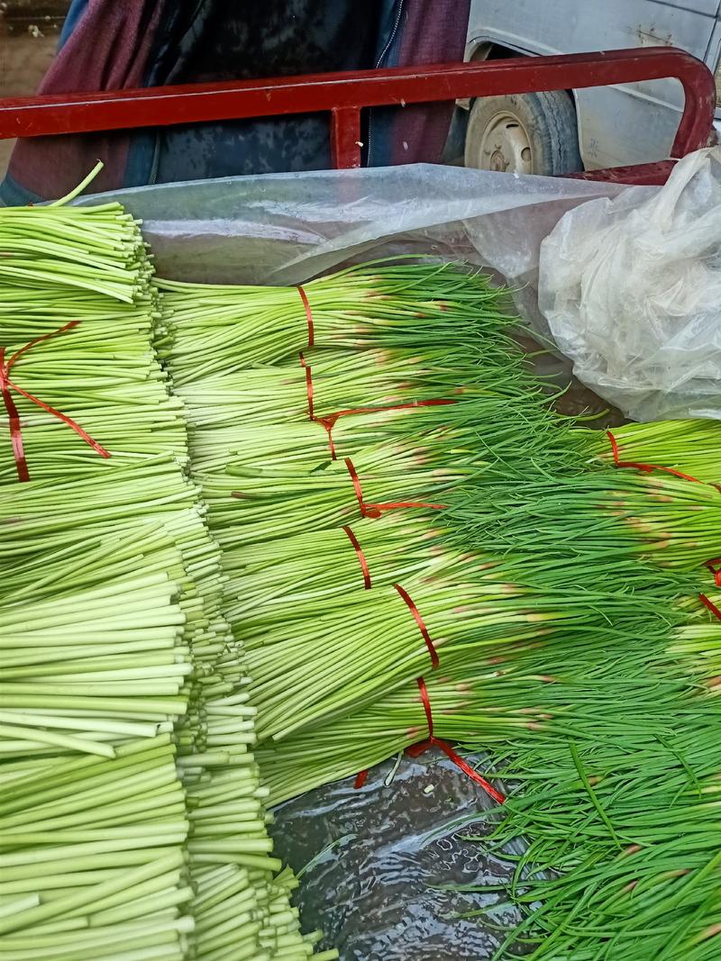 费县精品蒜苔，红帽蒜苔【热卖中】，产地直销，长度40厘米