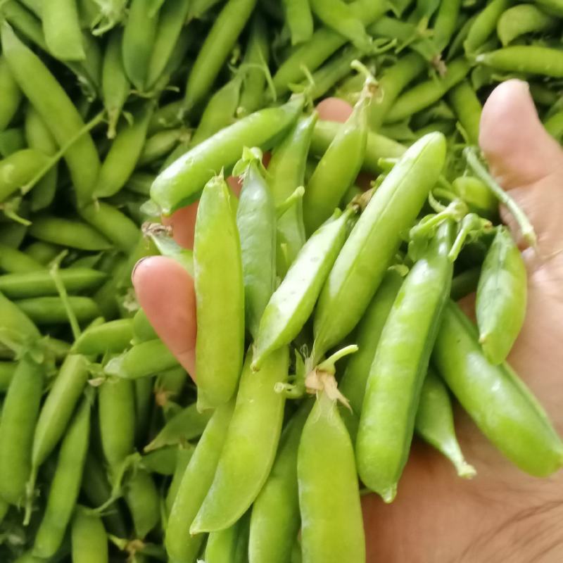 湖北襄阳青豌豆大量上市，，有需要的老板请联系