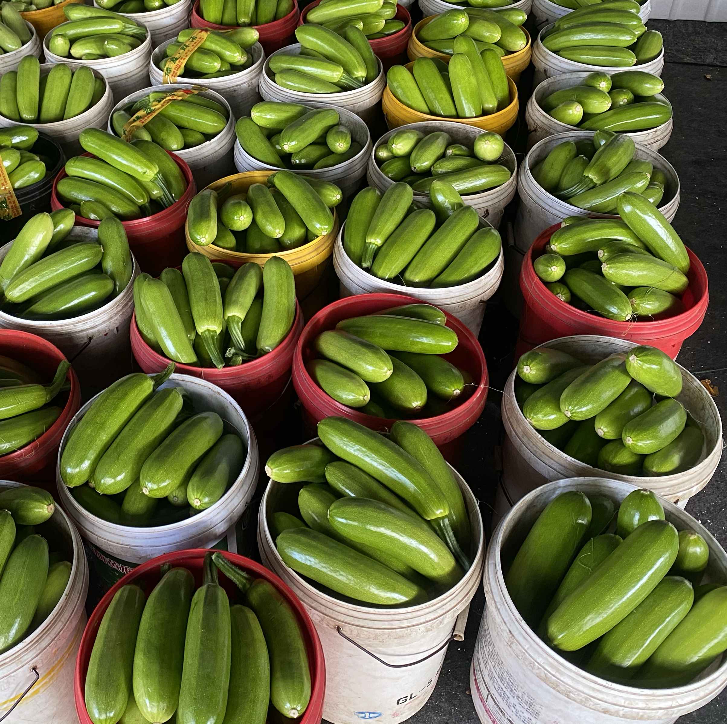 西葫芦在夏季市场中大量上市