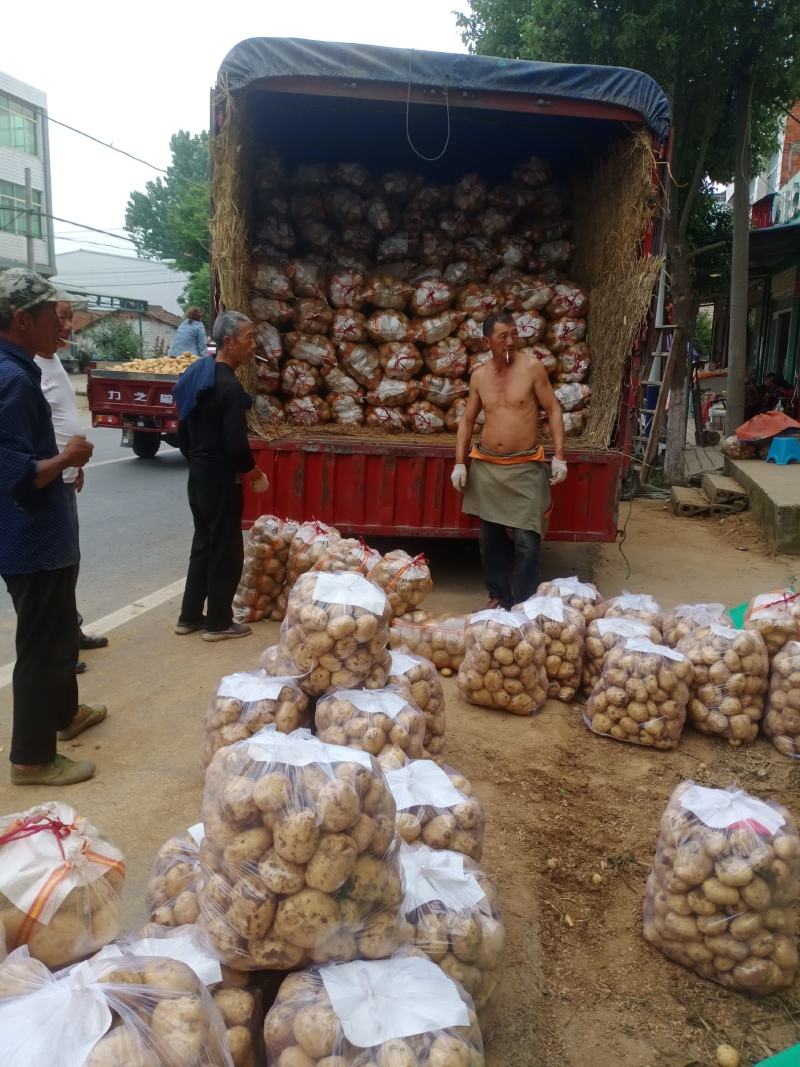 湖北襄阳土豆在5月以后大量上市，有需要的老板请联系