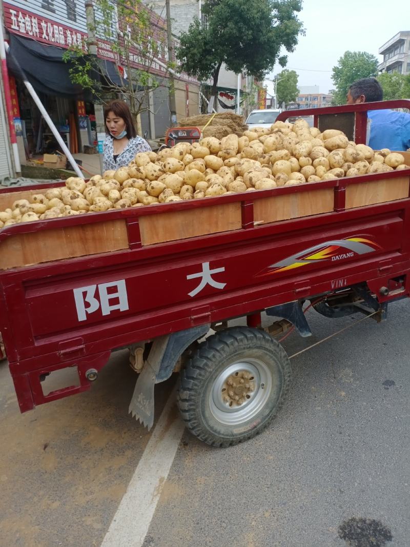 湖北襄阳土豆在5月以后大量上市，有需要的老板请联系