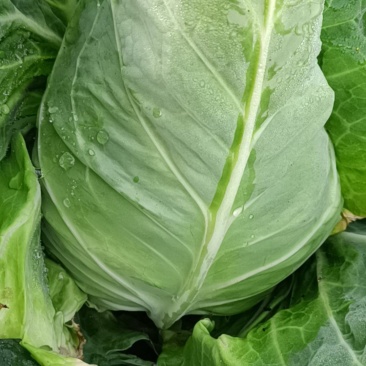尖包菜牛心菜