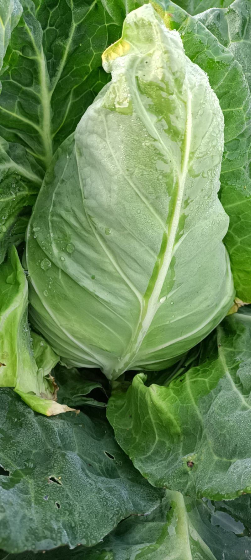 尖包菜牛心菜