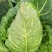 尖包菜牛心菜