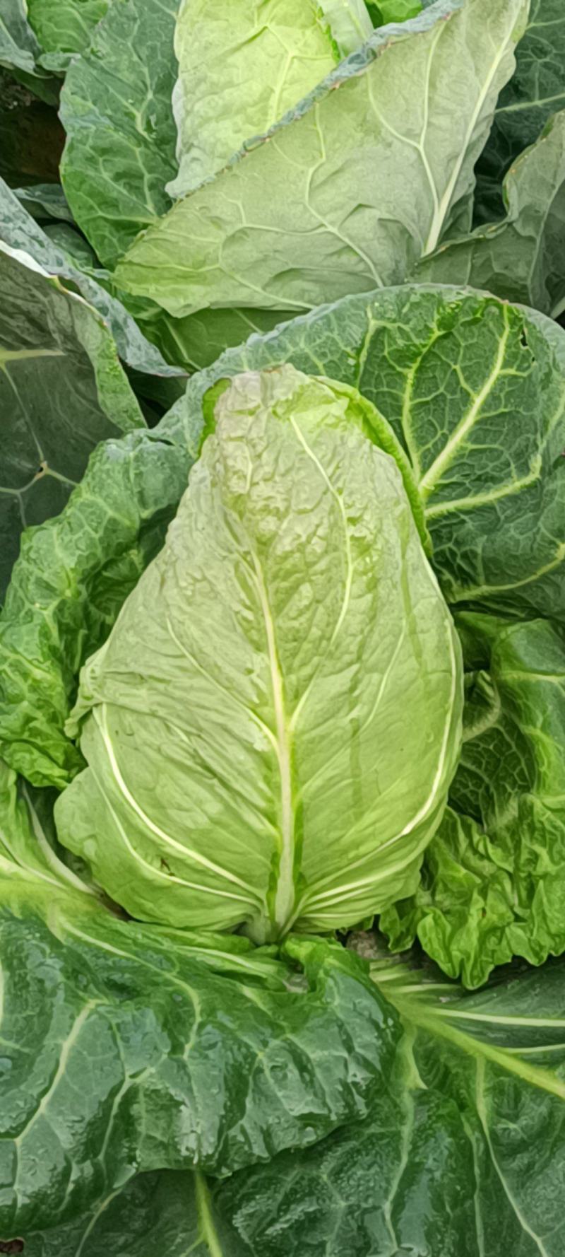 尖包菜牛心菜