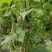 芸豆山东芸豆精品芸豆大量供货，品质保障量大从优欢迎咨询