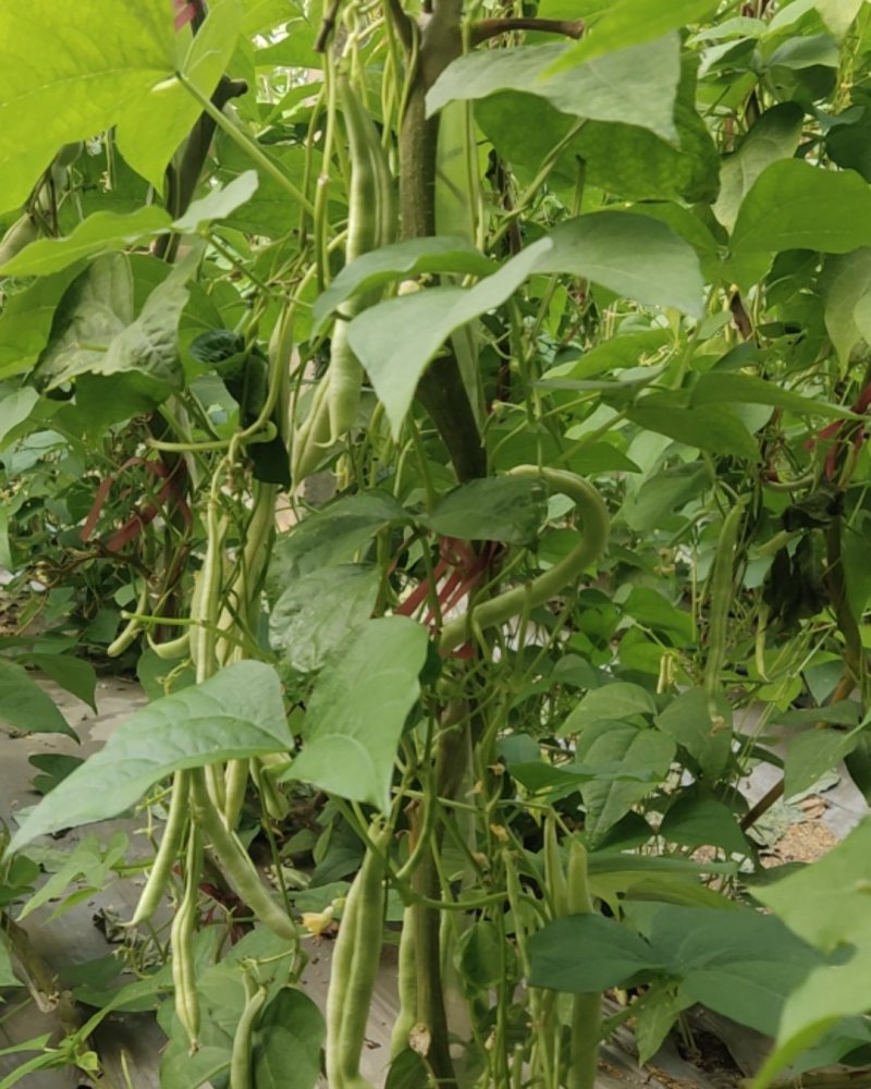 芸豆山东芸豆精品芸豆大量供货，品质保障量大从优欢迎咨询