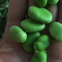 优质青蚕豆和白蚕豆大量上市，颜色好质量好货源充足，